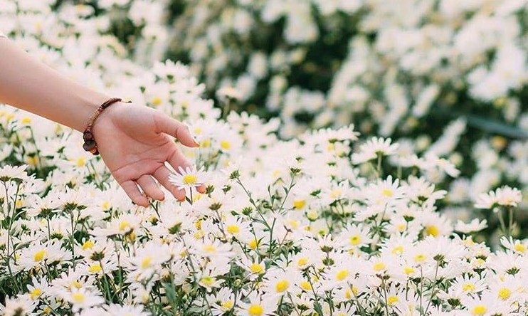 Ba điểm ngắm và chụp ảnh cúc họa mi đẹp nhất Hà Nội